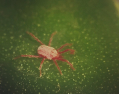Balaustium