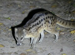 Malagasy Civet photo 3