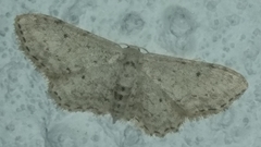 Idaea incisaria