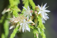 Calytrix achaeta