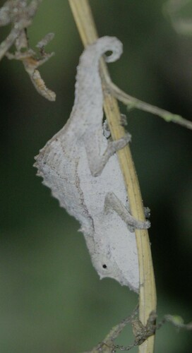 Eiongate Leaf Chameleon, Palleon nasus