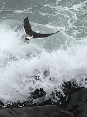Larus belcheri