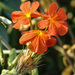 Spiny Crossandra - Photo (c) brian fisher, some rights reserved (CC BY-NC), uploaded by brian fisher
