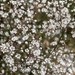 Gypsophila - Photo (c) outdoorsie, some rights reserved (CC BY-NC)