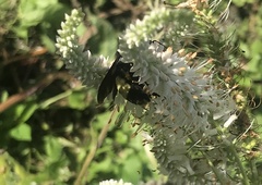 Bombus auricomus