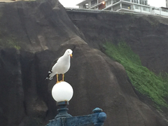 Larus belcheri