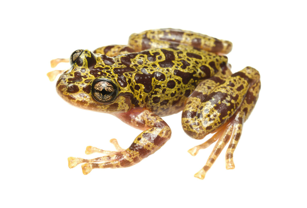 Hewitt's African Ghost Frog