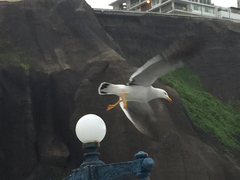 Larus belcheri