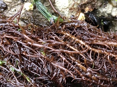 Cumagloia andersonii