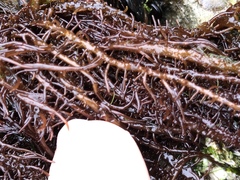 Cumagloia andersonii