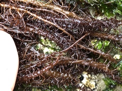 Cumagloia andersonii