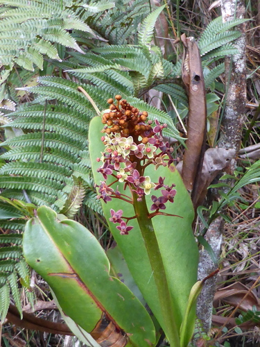 Nepenthes rajah
