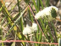 Euphilotes battoides