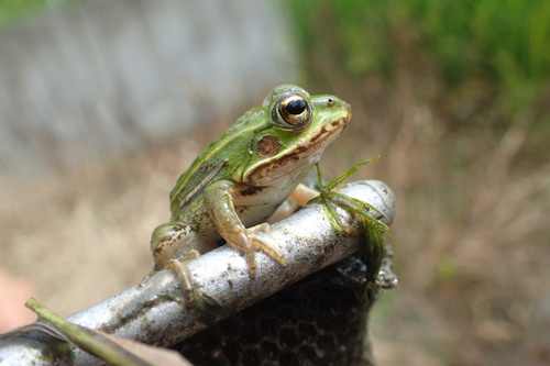 Black-spotted Frog