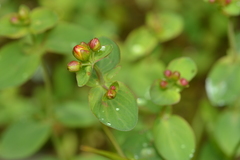 Hypericum scouleri