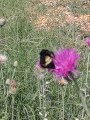 Bombus pensylvanicus