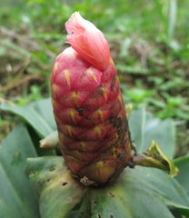 Costus spiralis