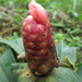 Costus spiralis - Photo (c) Dave Skinner, some rights reserved (CC BY-NC), uploaded by Dave Skinner
