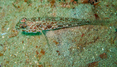 Yano's Goby photo 3