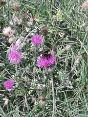 Bombus pensylvanicus