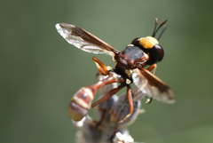 Physocephala vittata