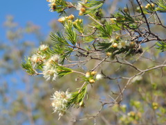 Verticordia cunninghamii