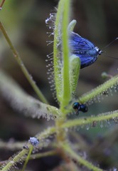 Drosera finlaysoniana