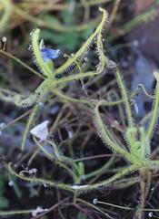 Drosera finlaysoniana