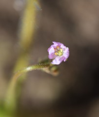 Drosera finlaysoniana
