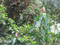 Costus spiralis