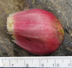 Costus spiralis