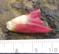 Costus spiralis