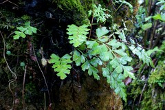 Asplenium praemorsum