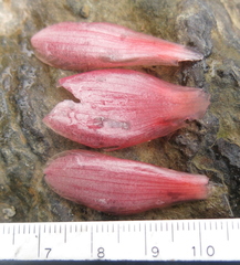Costus spiralis