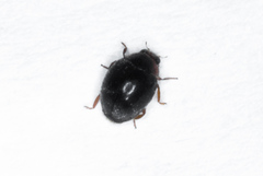 Stethorus punctum