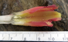 Costus spiralis