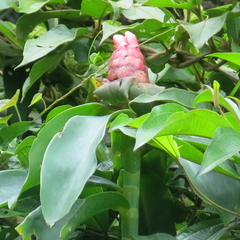 Costus spiralis