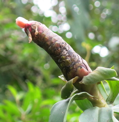Costus spiralis