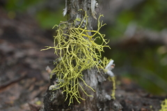 Letharia lupina