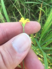 Linum sulcatum