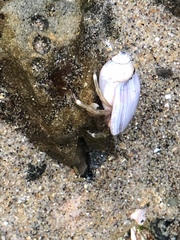 Pagurus hirsutiusculus