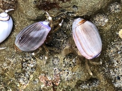 Pagurus hirsutiusculus