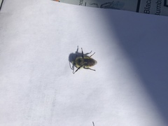 Bombus centralis