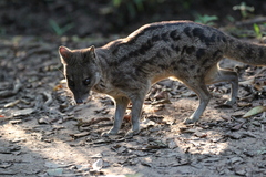 Malagasy Civet photo 4