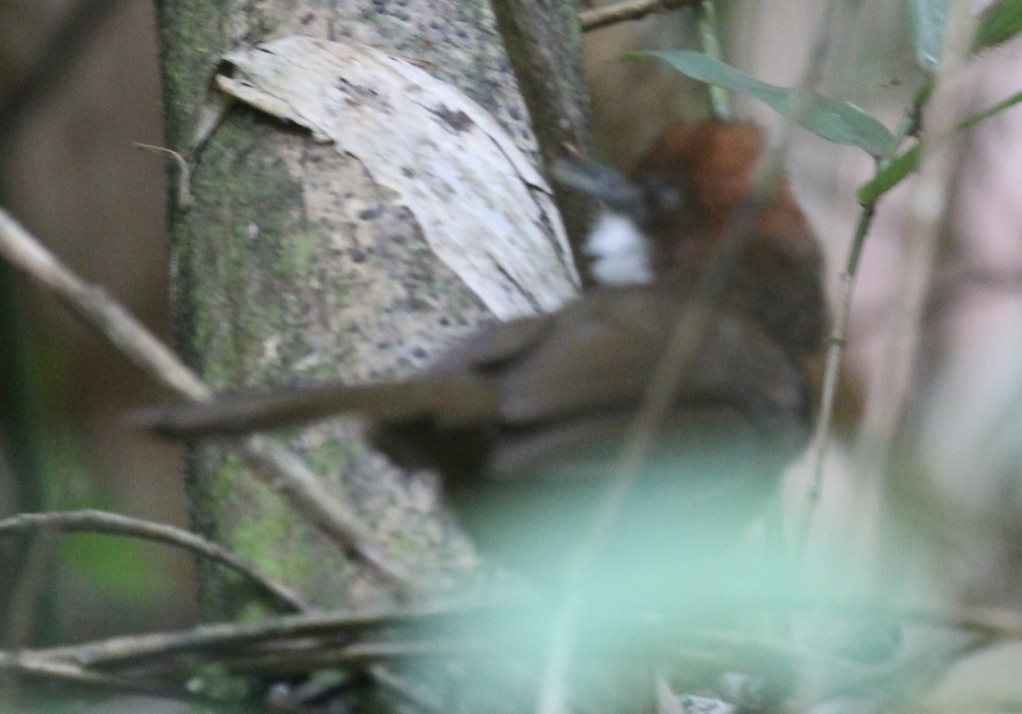 White-throated Oxylabes (Oxylabes madagascariensis), photo 3