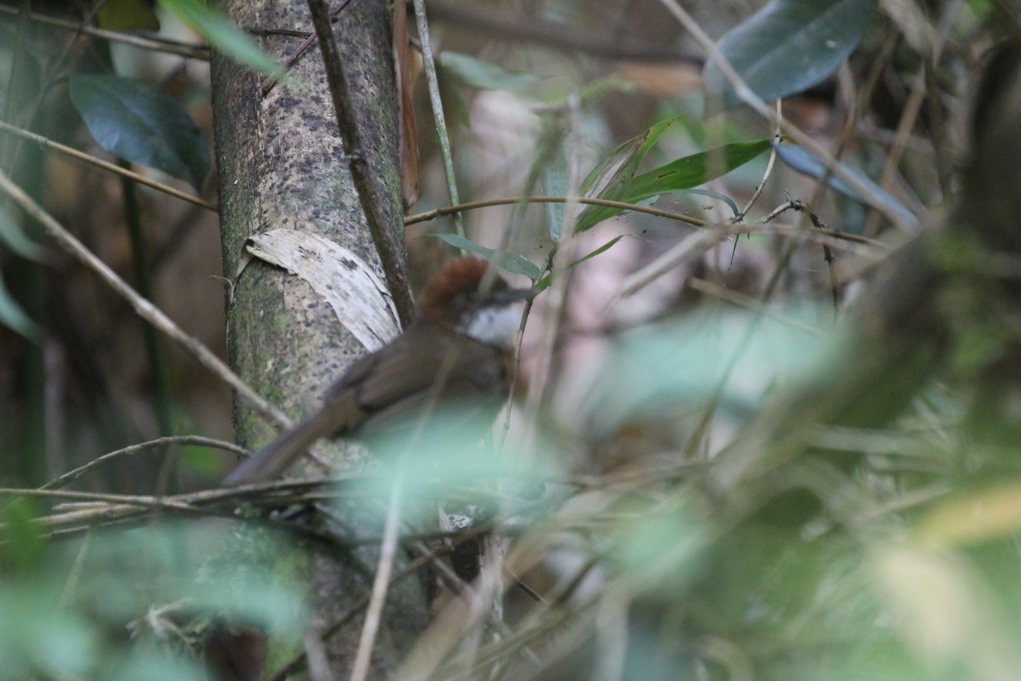 White-throated Oxylabes (Oxylabes madagascariensis), photo 4