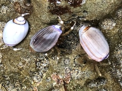 Pagurus hirsutiusculus