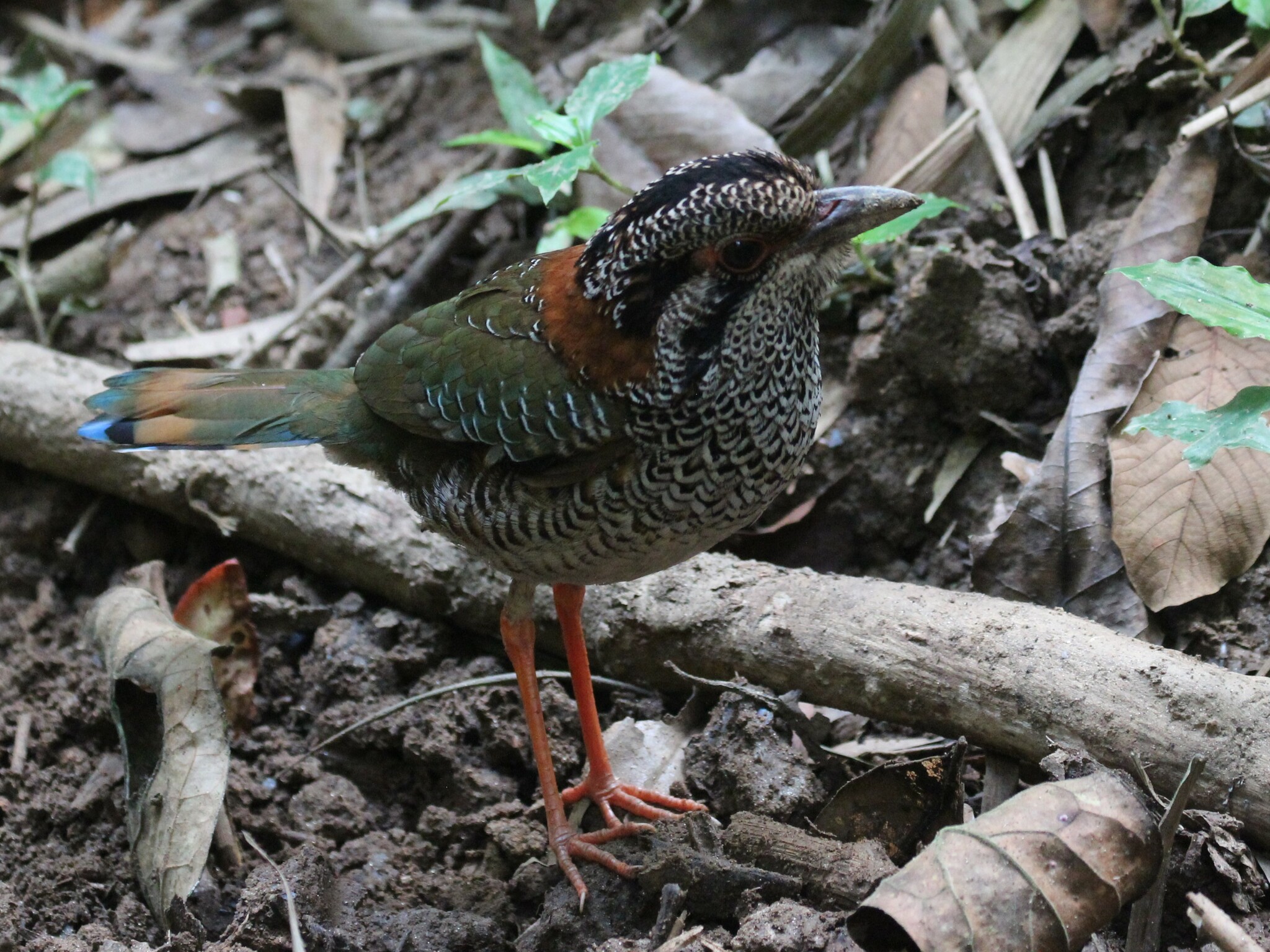 Scaly Ground Roller (Geobiastes squamiger), photo 4