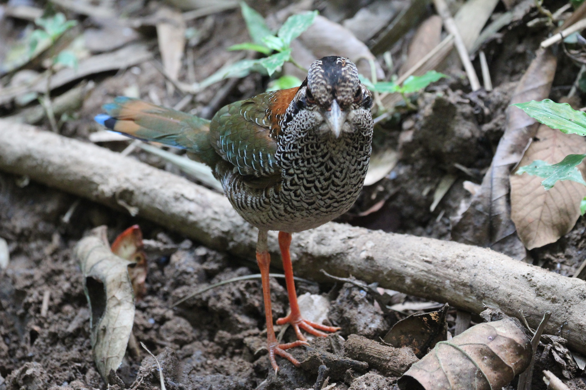 Scaly Ground Roller (Geobiastes squamiger), photo 6