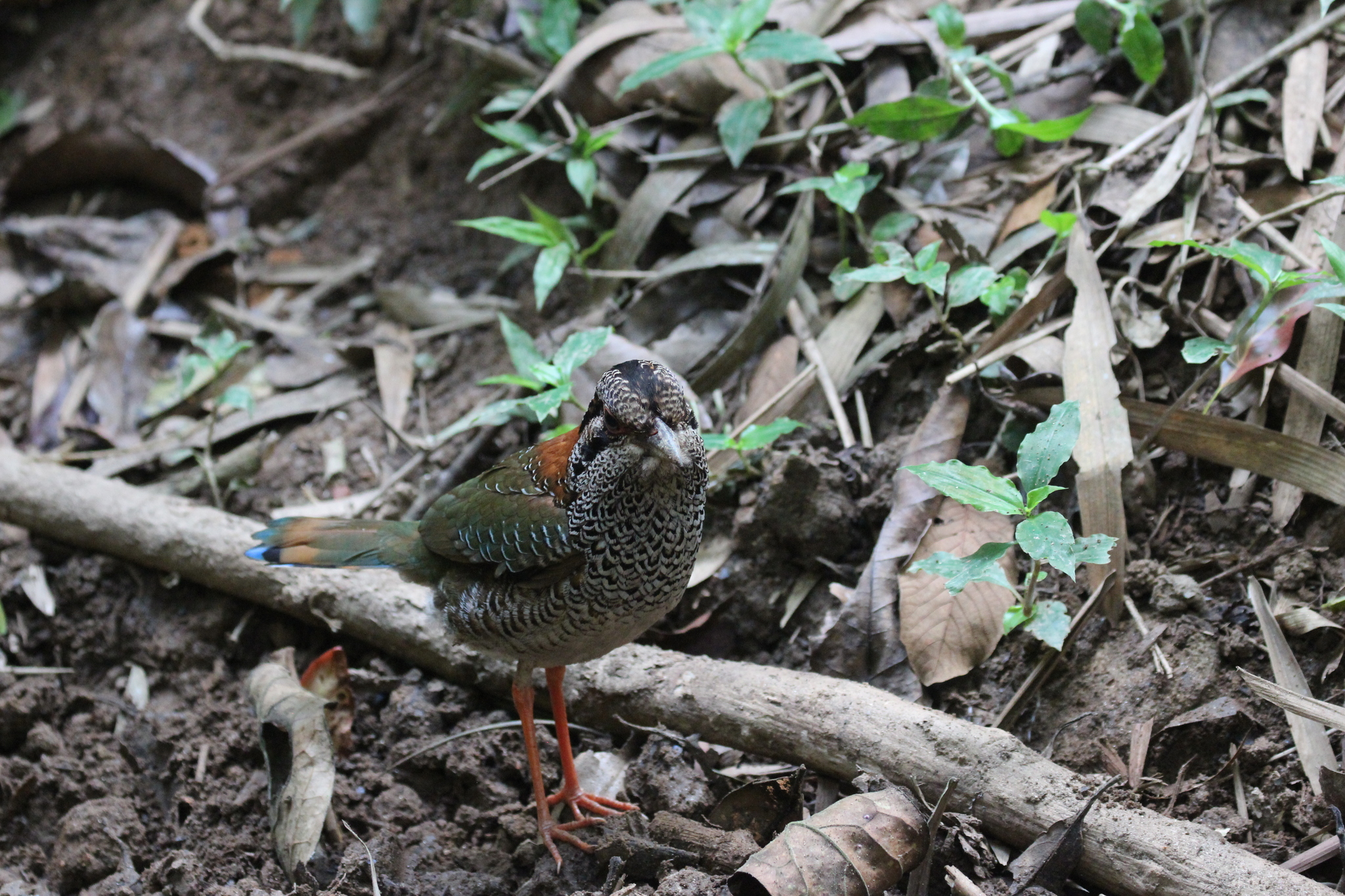 Scaly Ground Roller (Geobiastes squamiger), photo 5